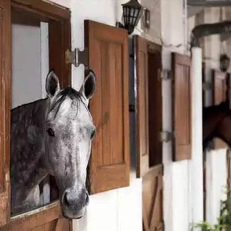 A horse lifting its head out the window in a barn stall