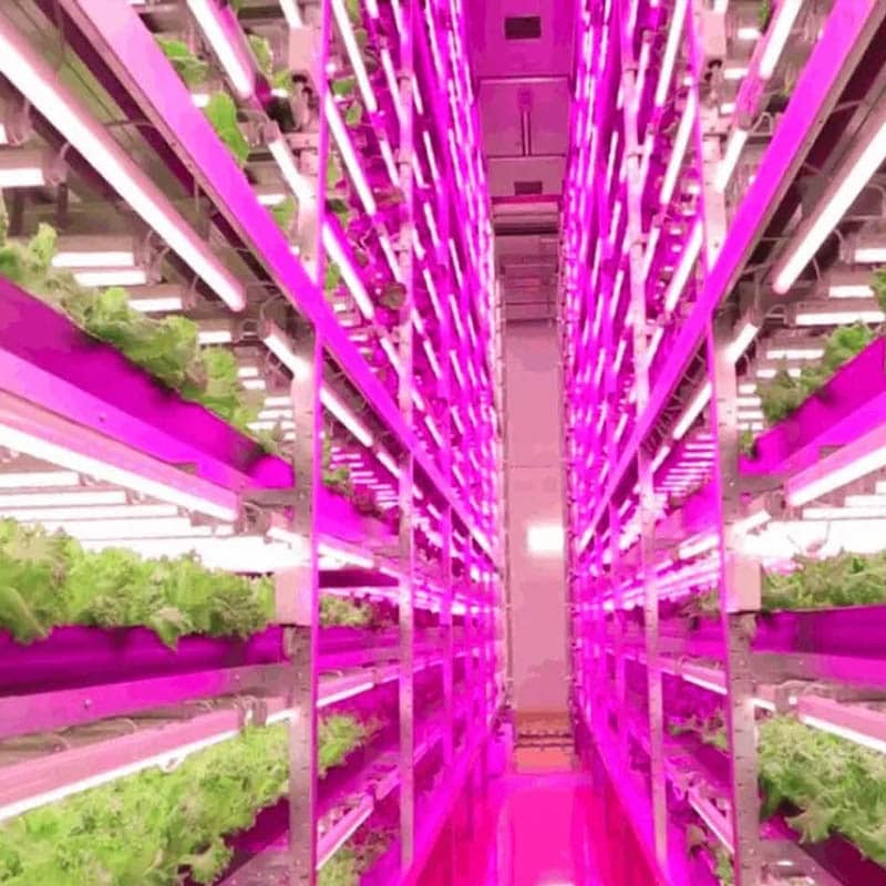Hydroponic lab growing greenery on shelves with glowing pink lights