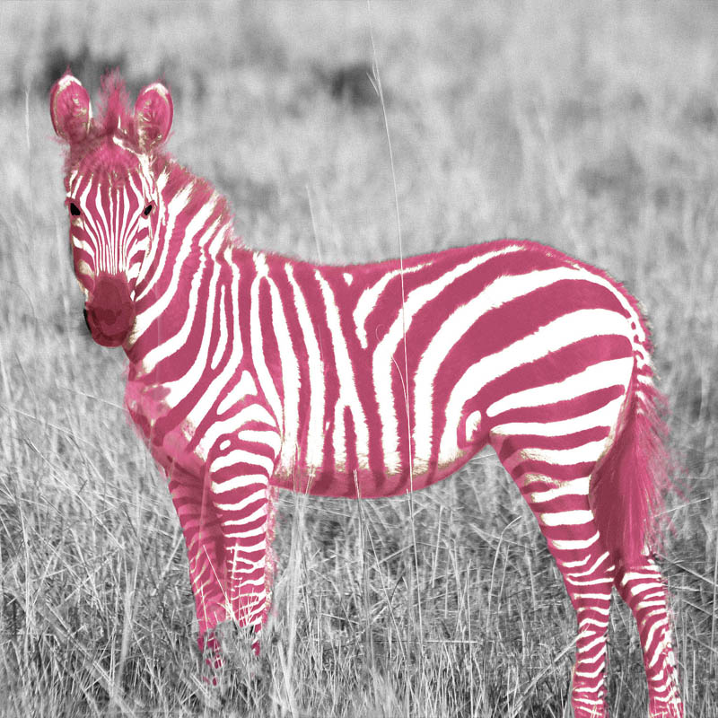 An artistic black and white photo of a zebra with pink stripes